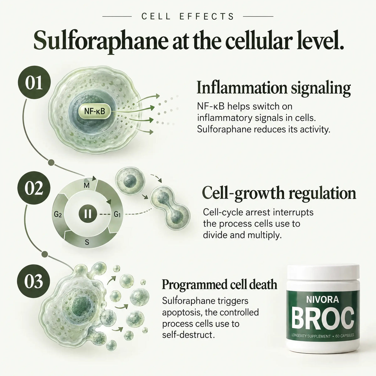 BROC Sulforaphane Capsules