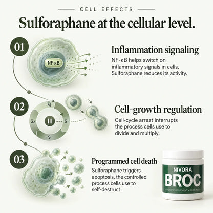 BROC Sulforaphane Capsules